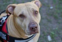 Service Dogs, Allergies and Trauma: Making Spaces Inclusive