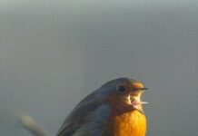 How Blackbirds Help us Beat the Blues