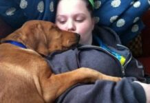 Nonprofit Matches Dogs With People in Need of Support