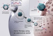 Has the Era of Gene Therapy Finally Arrived?