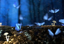 To See An Atom: Psychosis and Ecology mushrooms