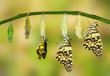 From “Recovery” to “Transformation and Recovery” transformation