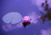 Pathways to Enhance Well-Being: Free Resource on Alternative Wellness Practices