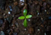 Valuing Posttraumatic Growth in Psychosis
