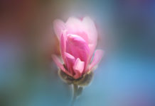 Why Compassionate Activism? flower