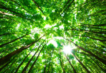 Ecotherapy/Nature Therapy/Green Therapy ecotherapy
