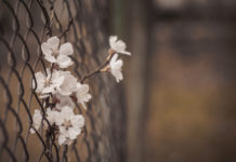 Suicidal Thoughts, Psychiatric Diagnosis, and What Really Helps: Part One Photo of a flower