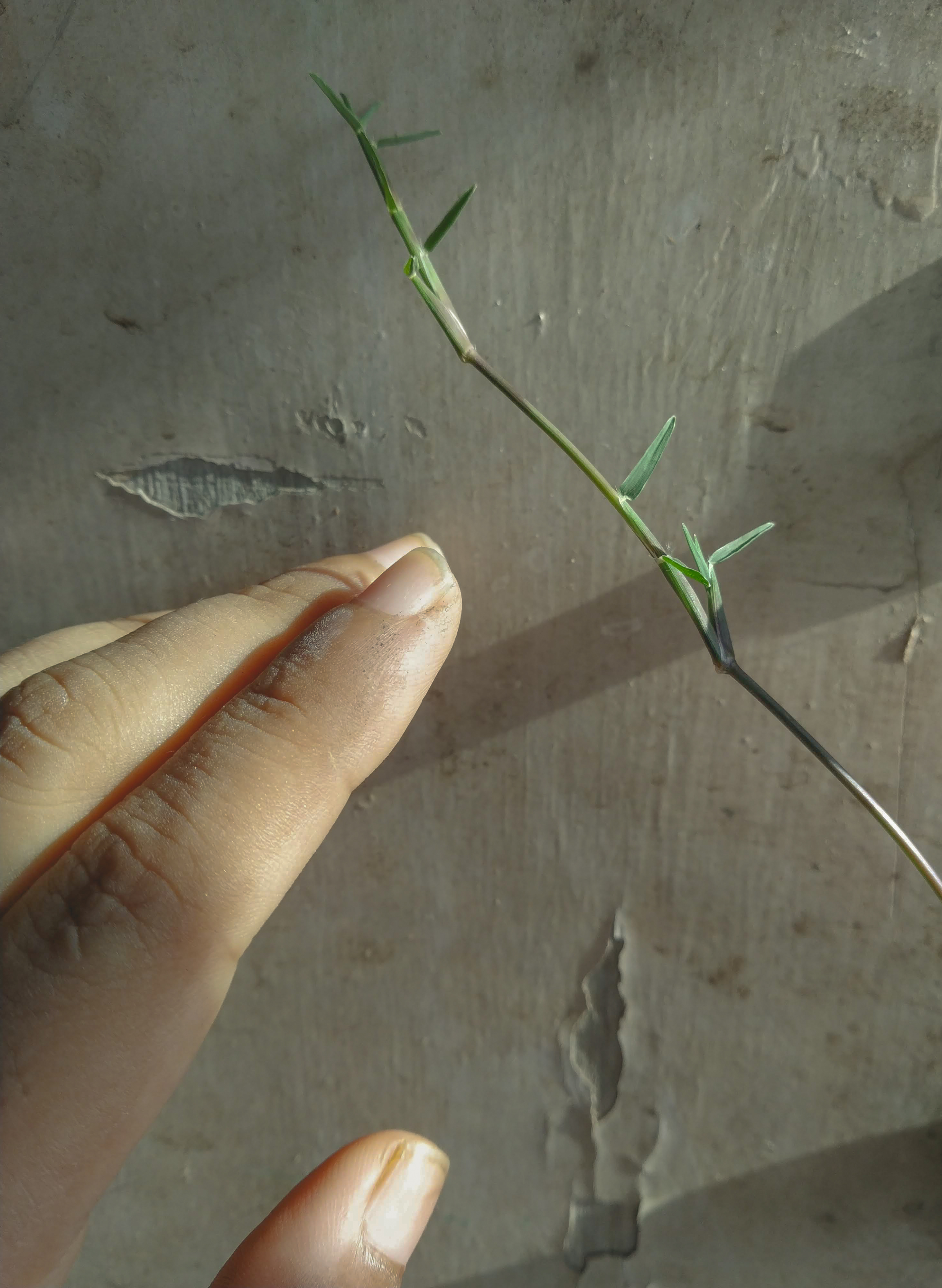 Photo of a hand reaching for a plant