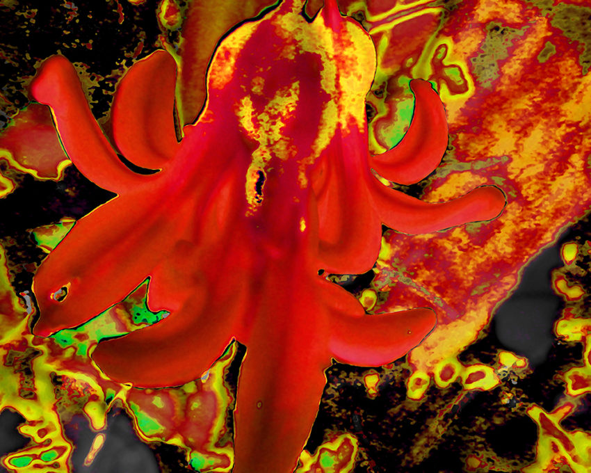 A digital image of a plant, reds and yellows