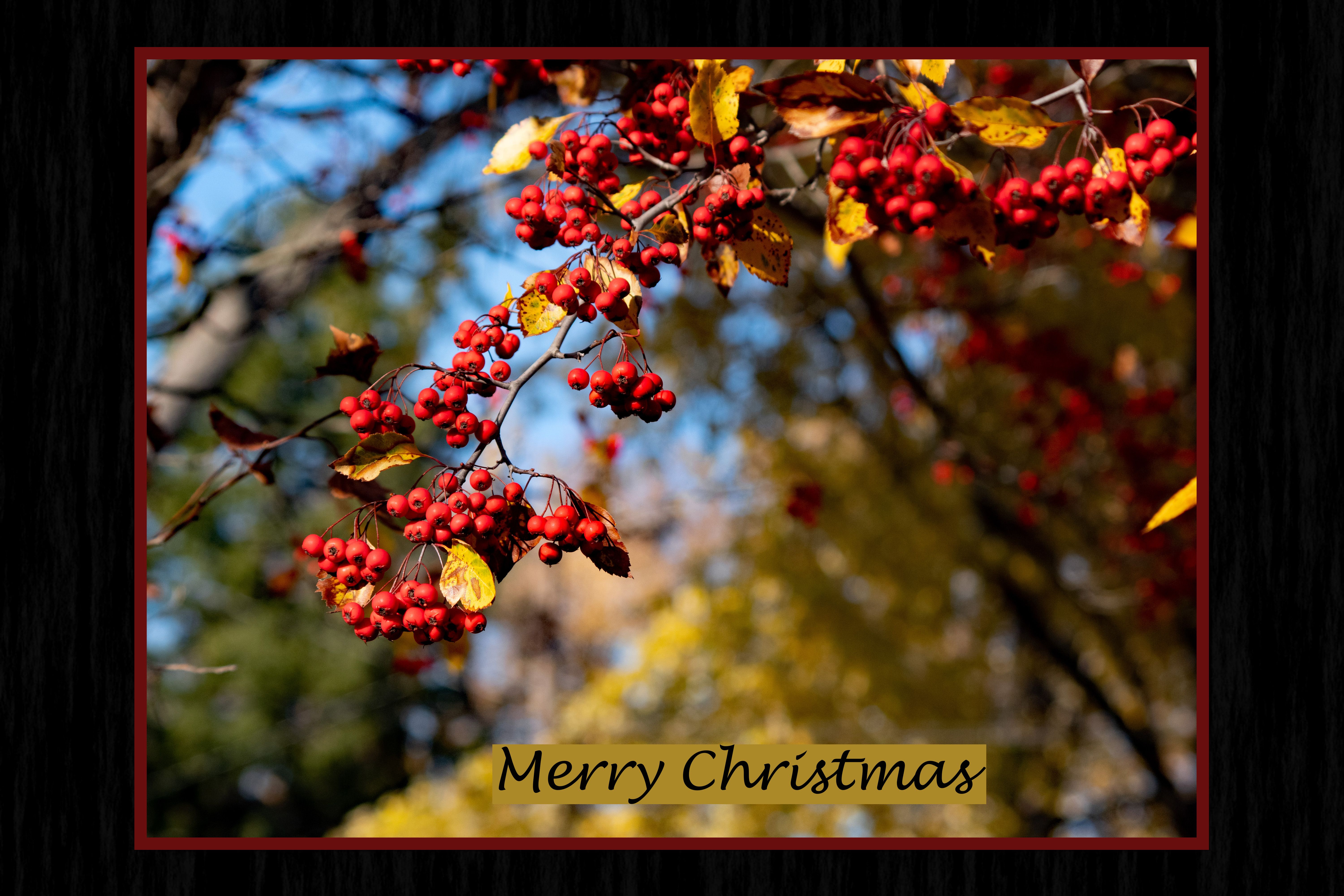 Photo of berries on a Christmas card