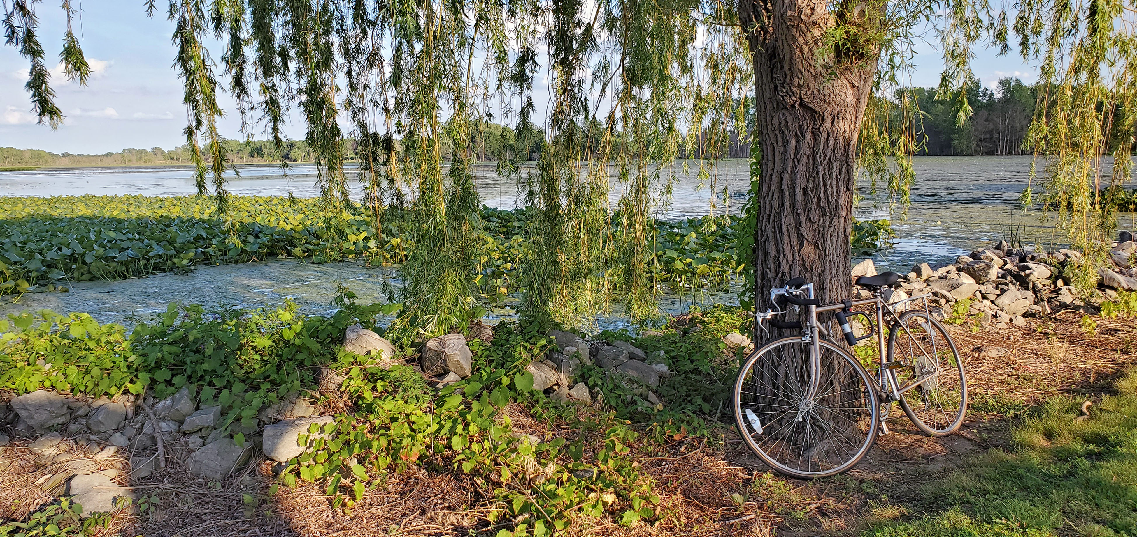 Photo of a bike against a tree