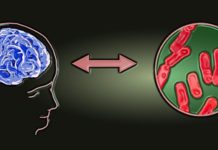 Scientists Investigate the Role of Gut Microbiota in Risk for ‘Severe Mental Disorders’