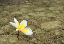 A Review of “Mud Flower: Surviving Schizophrenia and Suicide Through Art”