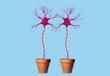 Your Brain Secretly Works With Other Brains