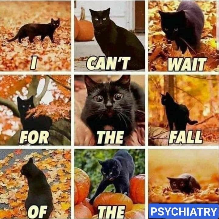 Several pictures of a black cat playing in leaves labeled "I can't wait for the fall of the psychiatry"