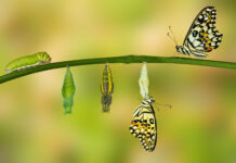 Becoming Whole: How a Change in Me Became a Change in My Practice psychodynamic