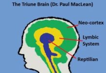 ‘A General Theory of Love,’ Part 1: How Mammal Brains Work