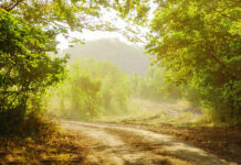Inner Fire Is the Only Place I Would Go for Emotional Distress A photo of a dirt path through the forest in bright sunlight
