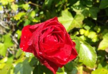 Called by God: Dealing With Depression and Psychosis