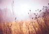 don’t let another summer by Ivory Kaufman