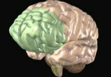 The Tyranny of the Prefrontal Cortex