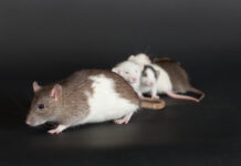 Animals Exposed to Antidepressants in Utero Are Worse at Taking Care of Their Own Children