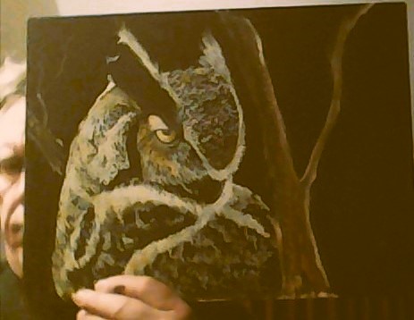 owl looking left