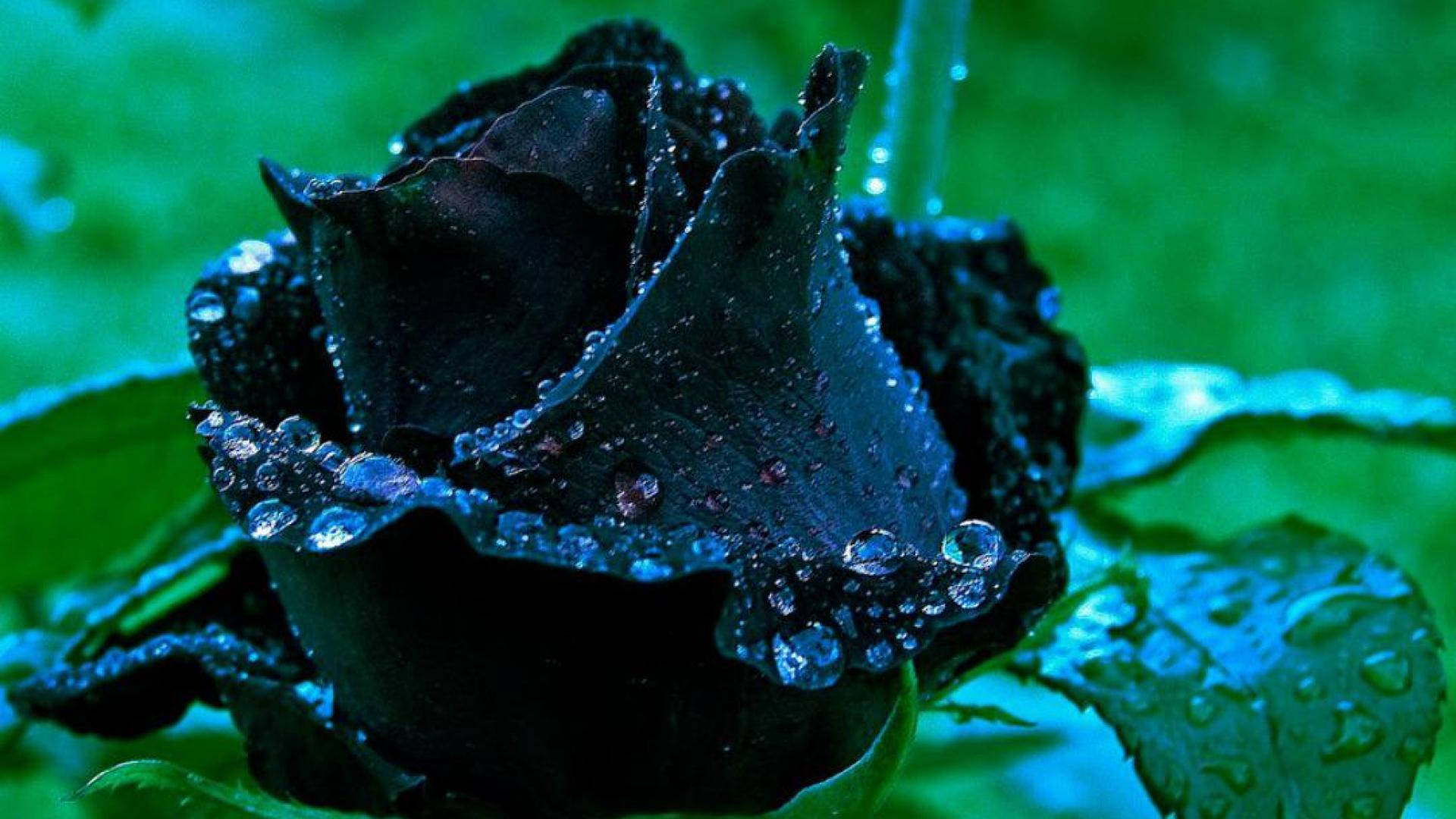 Black, wet rose