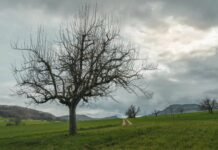 For Trauma Survivors, Suicidal Thoughts Are Not Just About Suicide