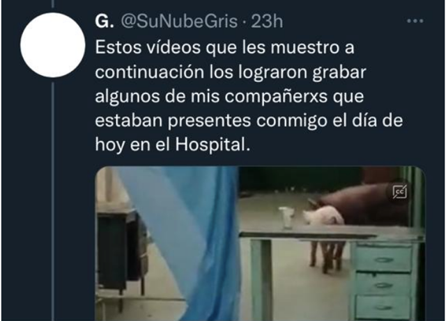 Screenshot of the Tweet with a picture depicting pigs in the hospital