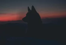 Silent Conflict by Cyndi