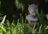 Meditations in the Garden of Good and Evil by John-Arthur Ingram