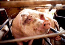 Pigs in the Hospital: The Collapse of Venezuela’s Mental Health System Photo of a pig
