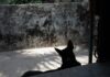Black Dog by Tel S.