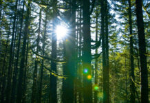 Beyond Greenspaces and Mental Health: The Power of the Wild Sun glare through a thick forest of tall trees