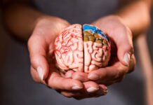 From the Dopamine Theory to the Outcomes Paradox Close-up photo of hands holding a model brain