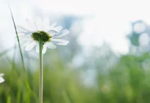 A Polyvagal Understanding of Being Human