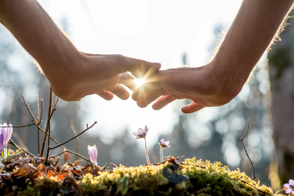 Close-up of hands, sunlight between them, above tiny growing pink flowers