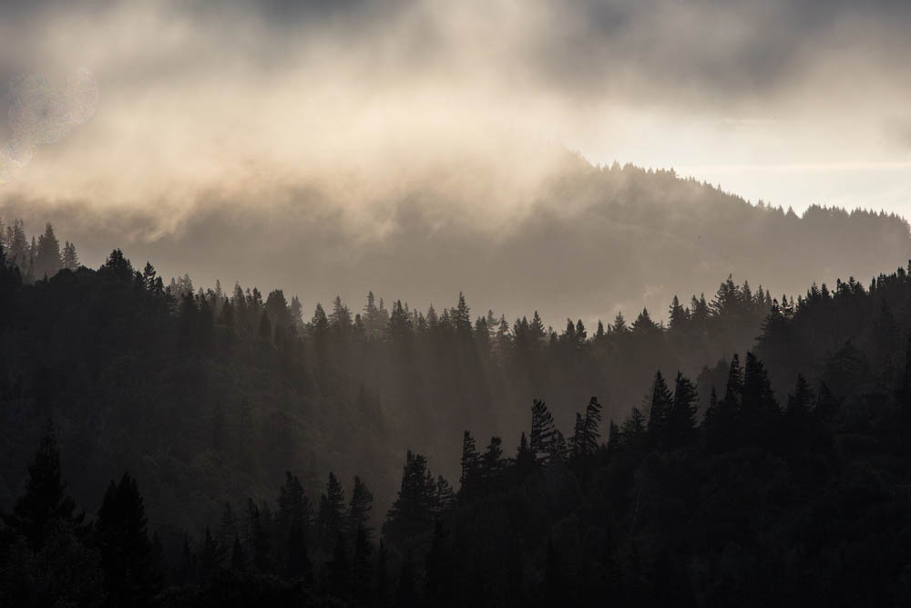 Photo of a dramatic tree-lined wilderness