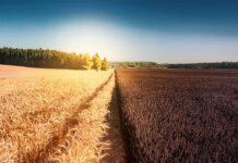 Heritability Explains Less About Mental Disorders Than You Think Wheat field