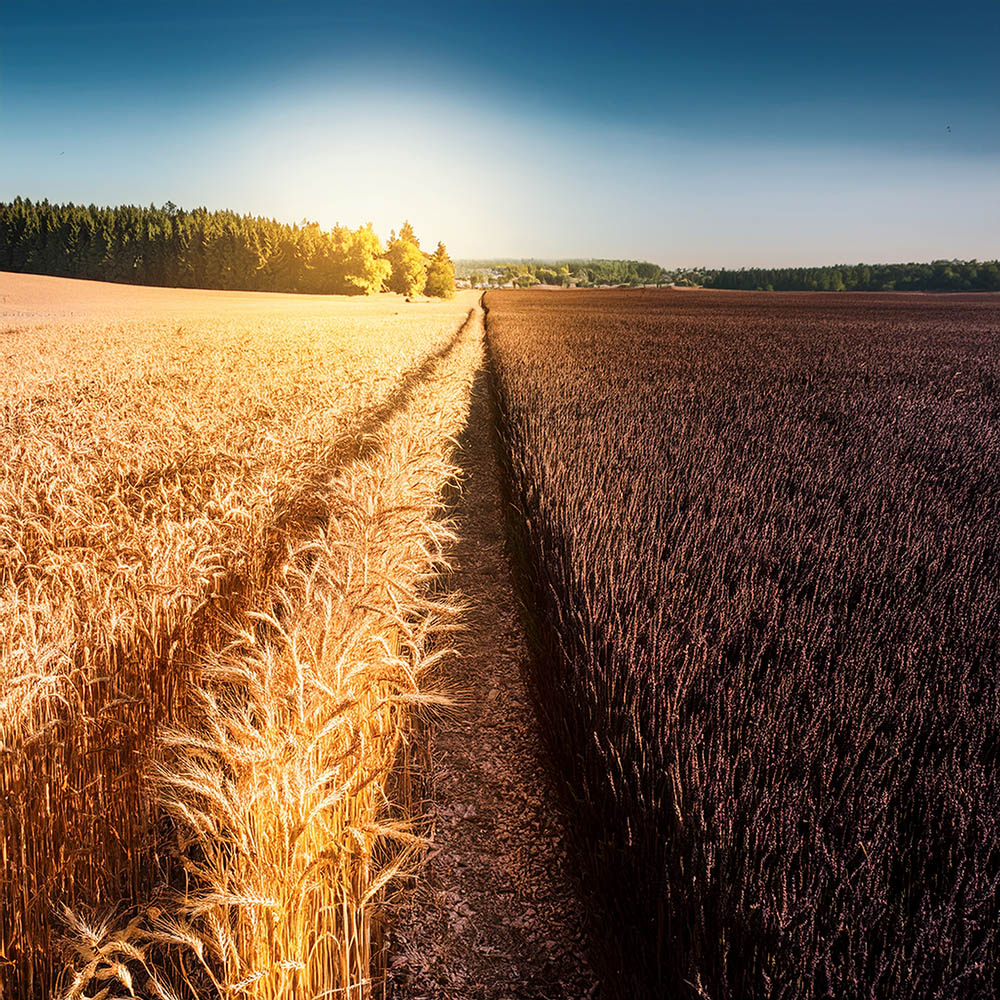Wheat field