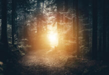 Becoming Stewards of Shadow: Beyond Great Men and Myths of Invention A glow through the trees of a dark forest