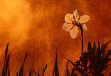 Beauty Remains by Diana Spore