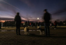 What We Seek in Therapy May be Lost to Time Blurry photo of people and dogs at dog park